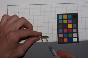 Media type: image;   Herpetology R-186769